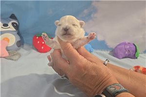Erica - Maltese for sale