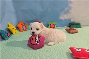 Emmett - Maltese for sale