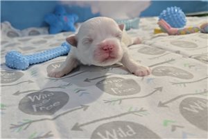 Beans - Maltese for sale
