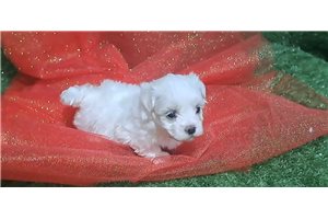Doris - puppy for sale
