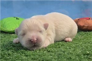 Giovanni - Maltese for sale