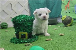 Graham - Maltese for sale