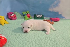 Frank - Maltese for sale