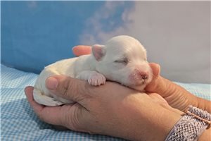Santo - Maltese for sale