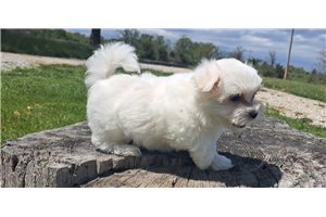 Davy - puppy for sale