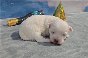 Casey - Maltese for sale