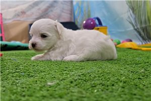 Griffin - Maltese for sale
