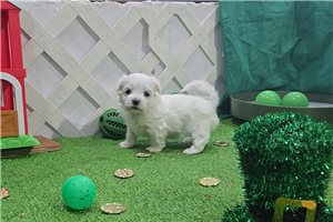 Griffin - Maltese for sale