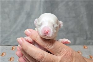 Grant - Maltese for sale