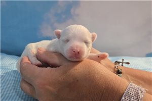 Tatum - Maltese for sale