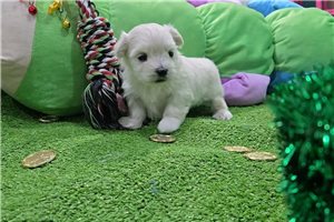 Giovanni - Maltese for sale