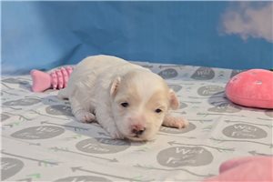 Darla - Malti Poo - Maltipoo for sale