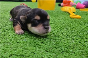 Iago - Morkie / Yorktese for sale