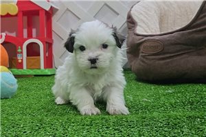 Humphrey - Morkie / Yorktese for sale