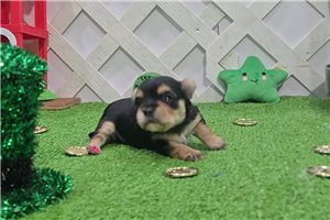 Isla - Morkie / Yorktese for sale