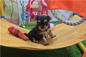 Irene - Morkie / Yorktese for sale