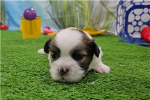 Horatio - puppy for sale