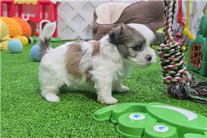 Horatio - Morkie / Yorktese for sale