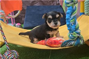 Iago - Morkie / Yorktese for sale