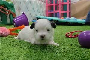 Humphrey - Morkie / Yorktese for sale