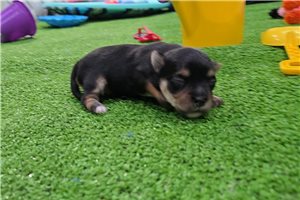 Irene - Morkie / Yorktese for sale