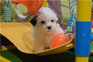 Humphrey - Morkie / Yorktese for sale