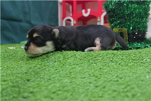 Inez - Morkie / Yorktese for sale