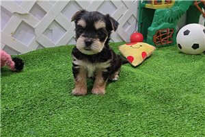 Iago - Morkie / Yorktese for sale