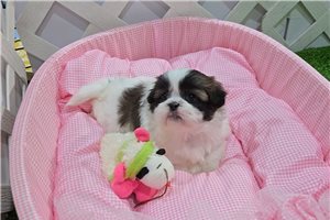 Brielle - Shih Tzu for sale