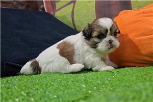 Bella - Shih Tzu for sale