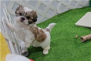 Bella - Shih Tzu for sale