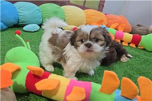 Benjamin - Shih Tzu for sale