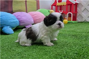 Brielle - Shih Tzu for sale