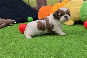 Benjamin - Shih Tzu for sale