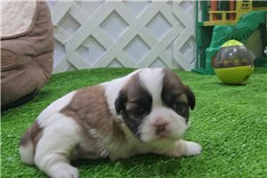Brianna - puppy for sale