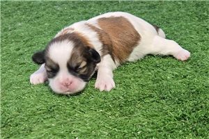 Bella - puppy for sale