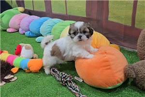 Bella - Shih Tzu for sale