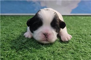 Brielle - Shih Tzu for sale