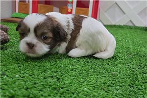 Benjamin - Shih Tzu for sale