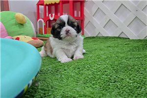 Brianna - Shih Tzu for sale