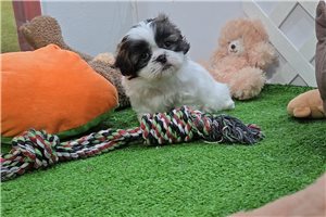 Brielle - Shih Tzu for sale