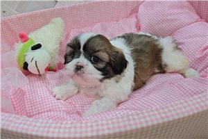Brianna - Shih Tzu for sale