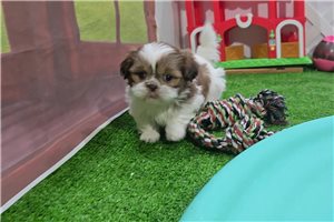 Benjamin - Shih Tzu for sale