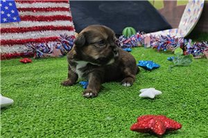 Cedar - Shorkie for sale