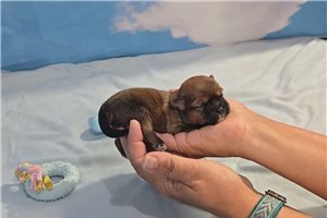 Link - Shorkie for sale