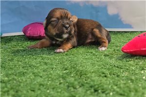 Lumi - Shorkie for sale
