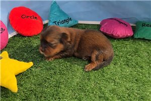 Brulee - Shorkie for sale
