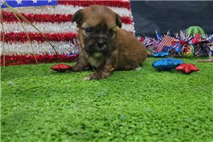 Link - Shorkie for sale
