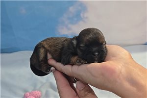 Fable - Shorkie for sale