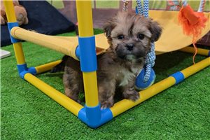 Link - Shorkie for sale